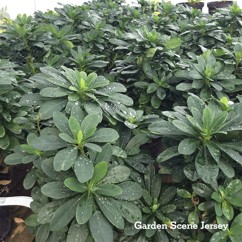 Euphorbia amygdaloides Robbiae2L - Perennial - Image 2