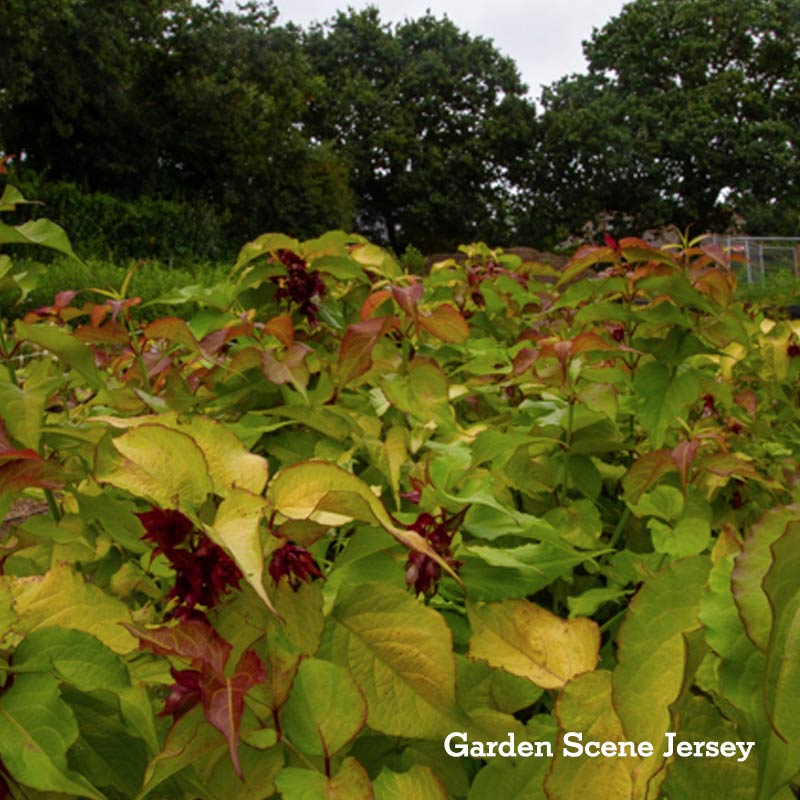 Leycesteria Formosa Gold Leaf 18L - Shrub - Image 3