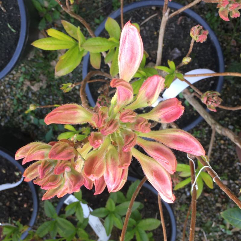 Azalea Mollis Boutigwen (Blanc) 7.5L - Shrub - Image 2