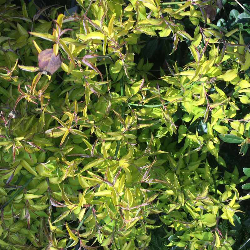 Leycesteria Formosa Gold Leaf 18L - Shrub - Image 2