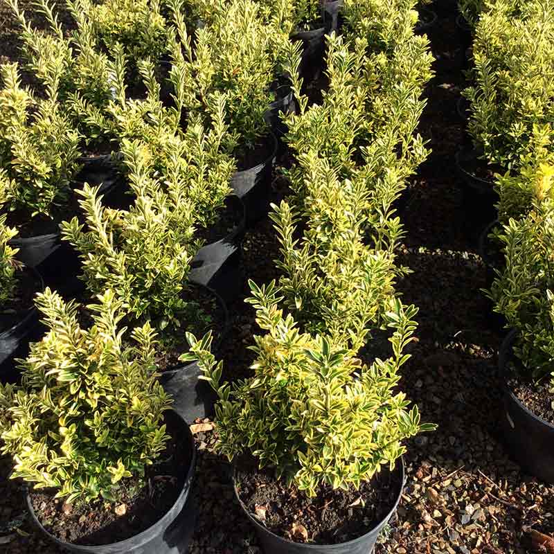 Euonymus Microphylla Aurea 10L - Shrub - Image 4