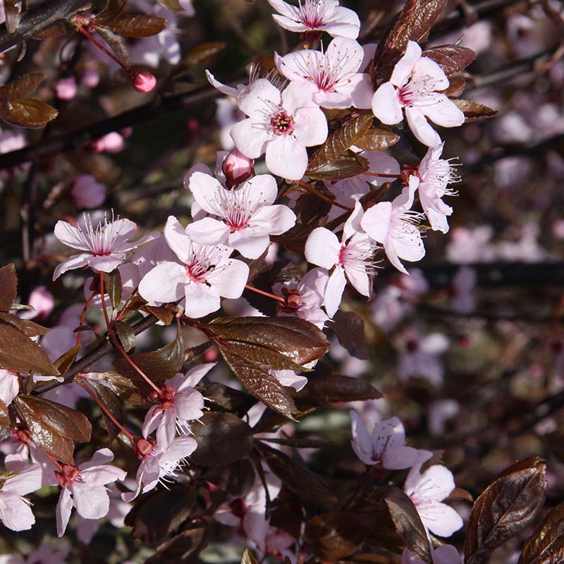 Prunus cer Nigra 12L - Trees - Image 2