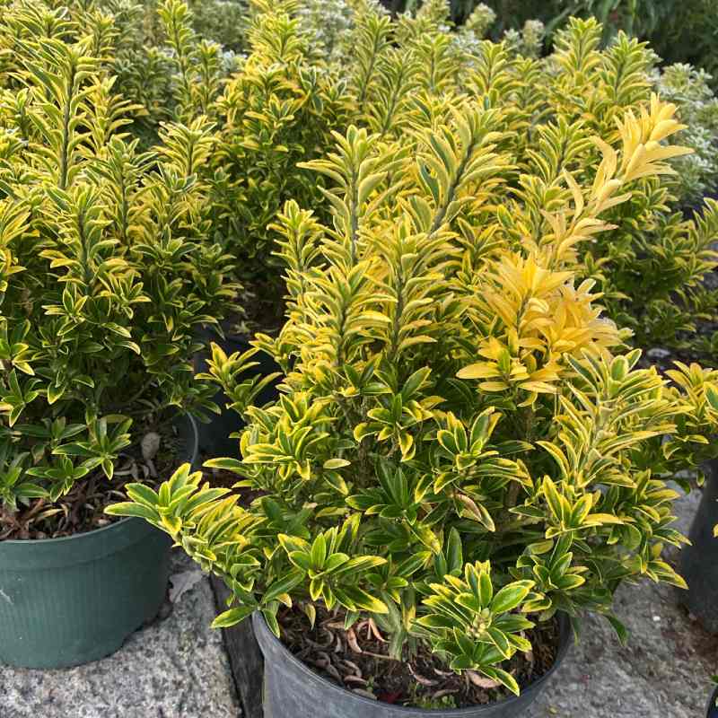 Euonymus Microphylla Aurea 10L - Shrub - Image 2