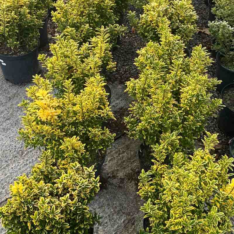 Euonymus Microphylla Aurea 10L - Shrub - Image 3