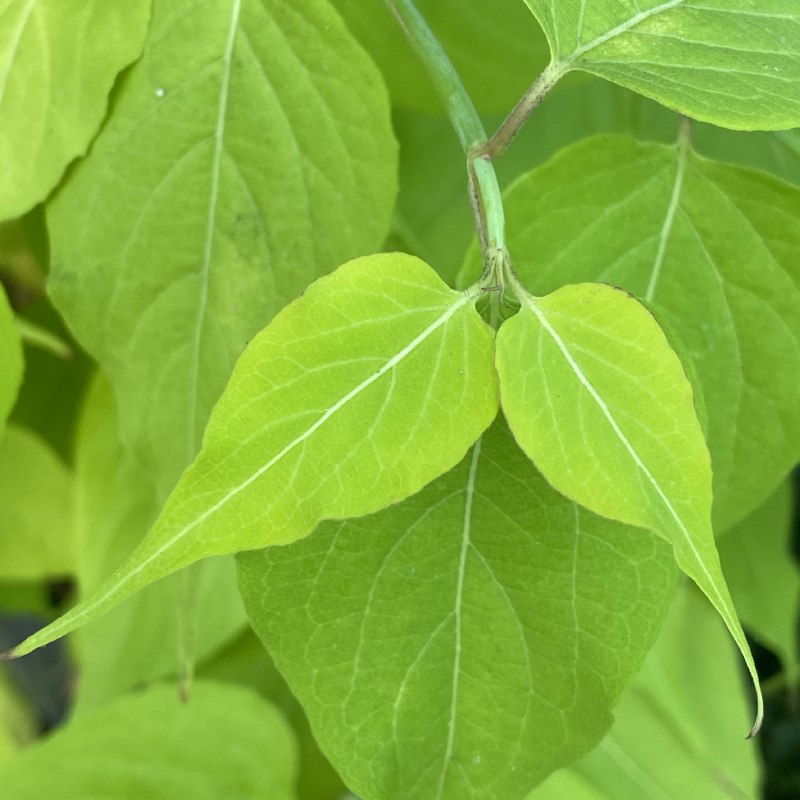 Leycesteria formosa Golden Lanterns - Shrub - Image 4