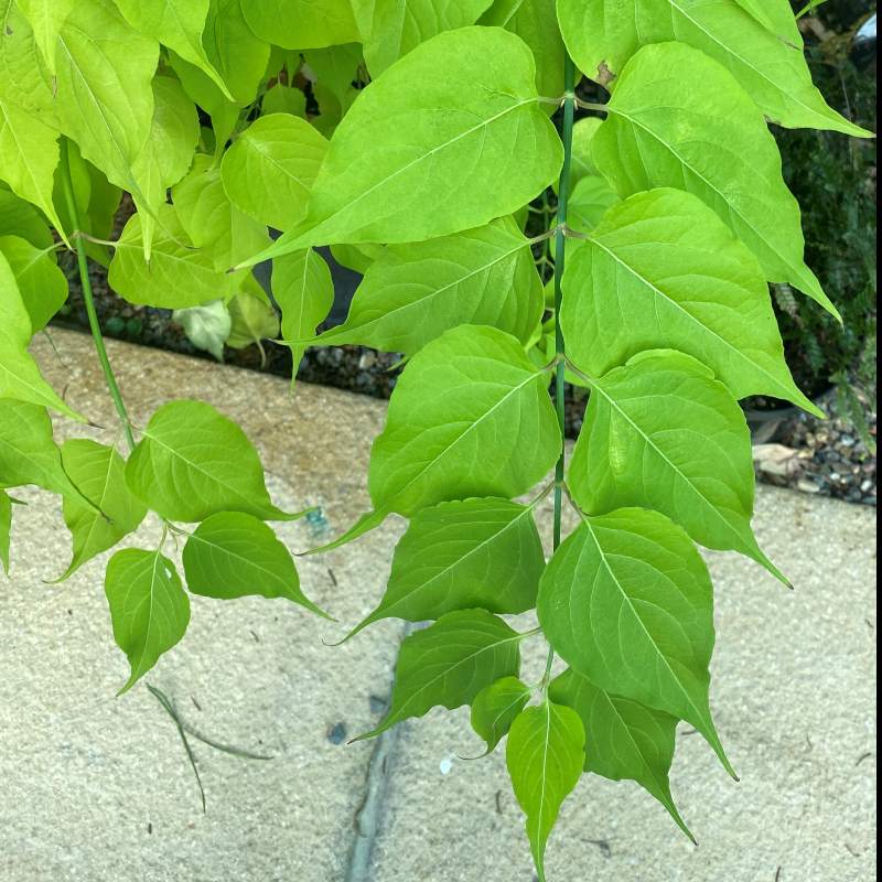 Leycesteria formosa Golden Lanterns - Shrub - Image 3