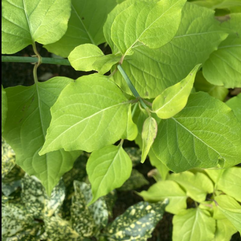 Leycesteria formosa Golden Lanterns - Shrub - Image 2
