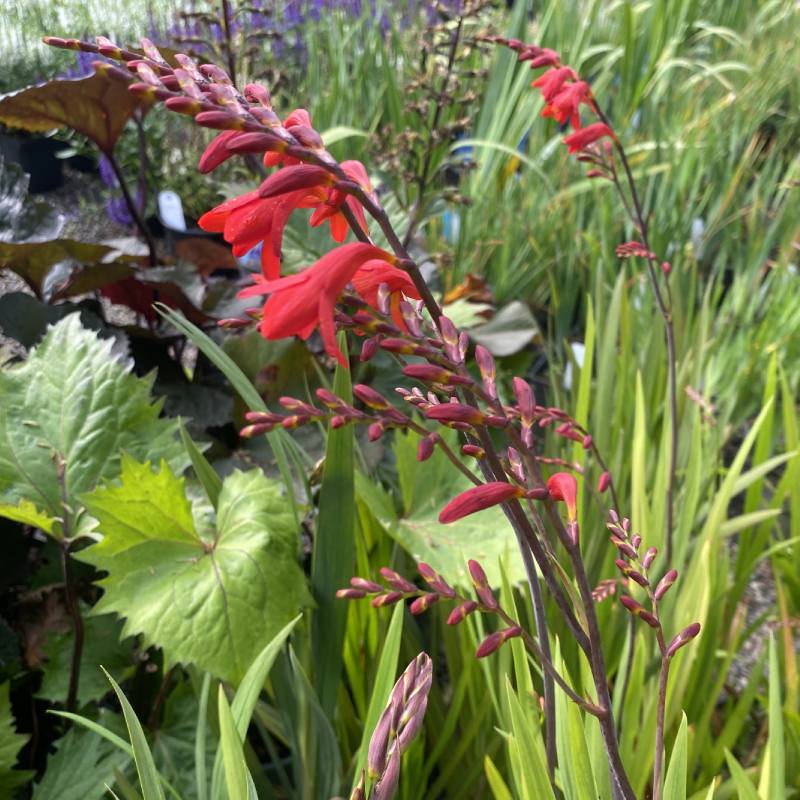 Crocosmia Emberglow 2L - Perennial - Image 3