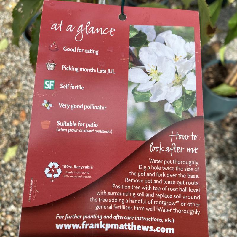 Prunus Stella Cherry 11.5L - Fruit - Image 2