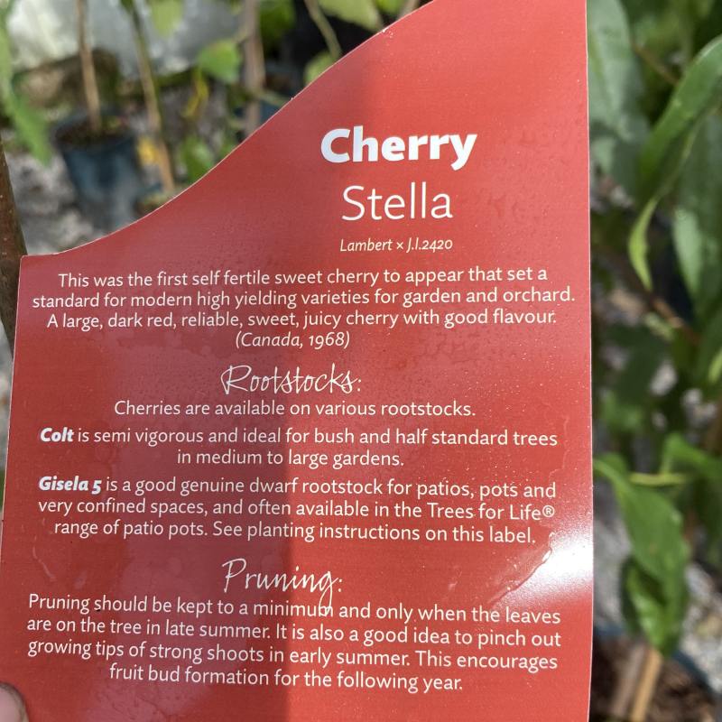 Prunus Stella Cherry 11.5L - Fruit - Image 3