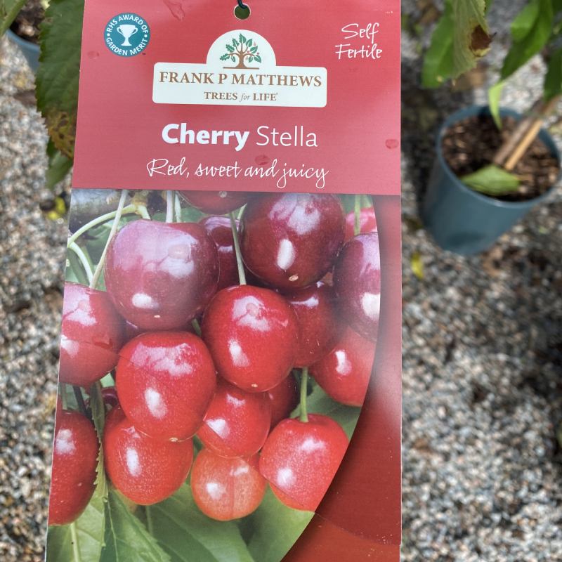 Prunus Stella Cherry 11.5L - Fruit - Image 4