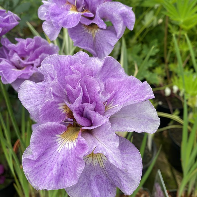 Iris Sibirica Uncorked 2Ltr - Perennial - Image 2