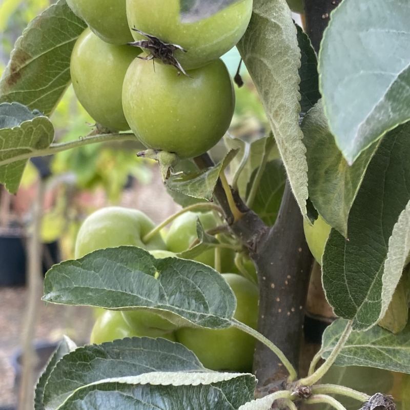 Malus Golden Hornet 12L - Trees - Image 2