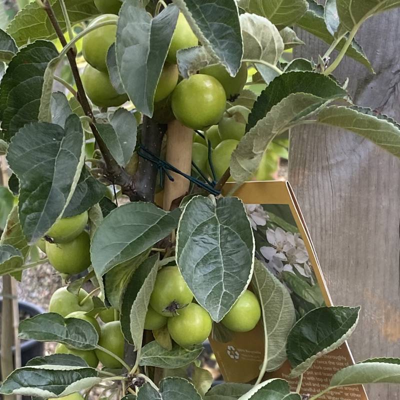 Malus Golden Hornet 12L - Trees - Image 3