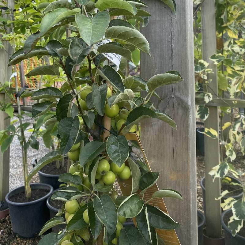 Malus Golden Hornet 12L - Trees - Image 4