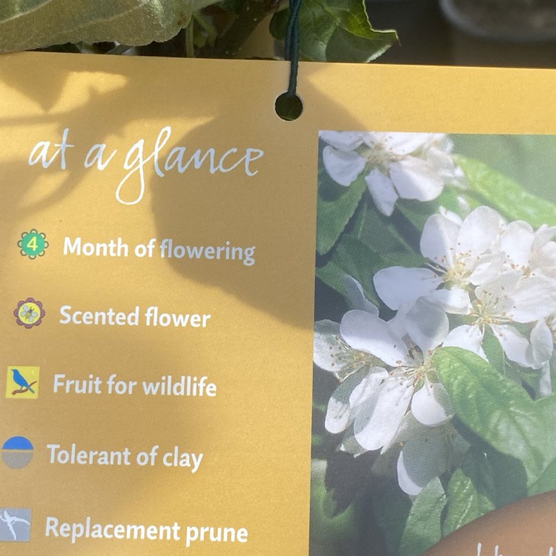 Malus Golden Hornet 12L - Trees - Image 6