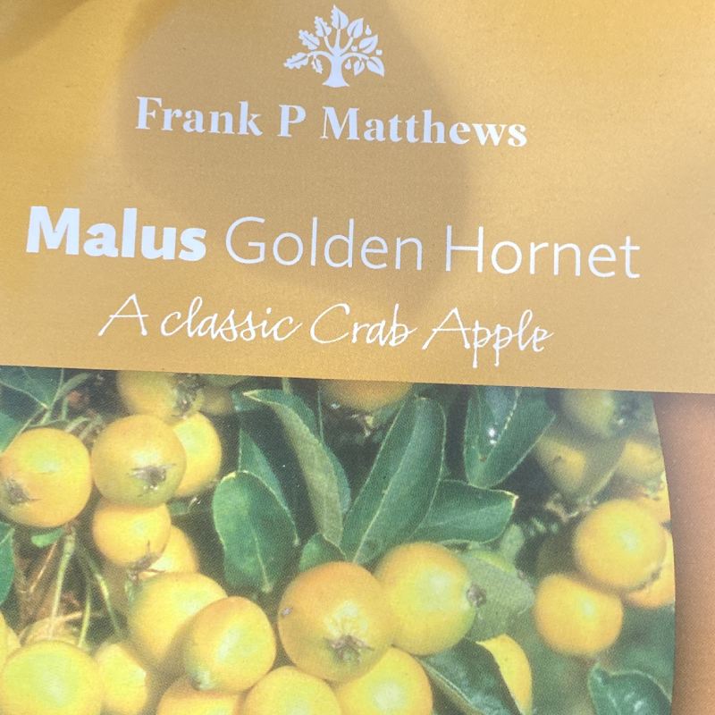 Malus Golden Hornet 12L - Trees - Image 5