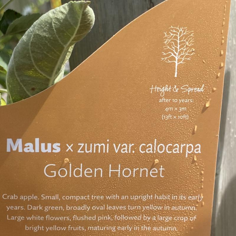 Malus Golden Hornet 12L - Trees - Image 7