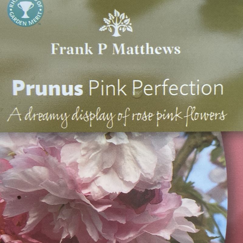 Prunus Pink Perfection 12L - Trees - Image 4