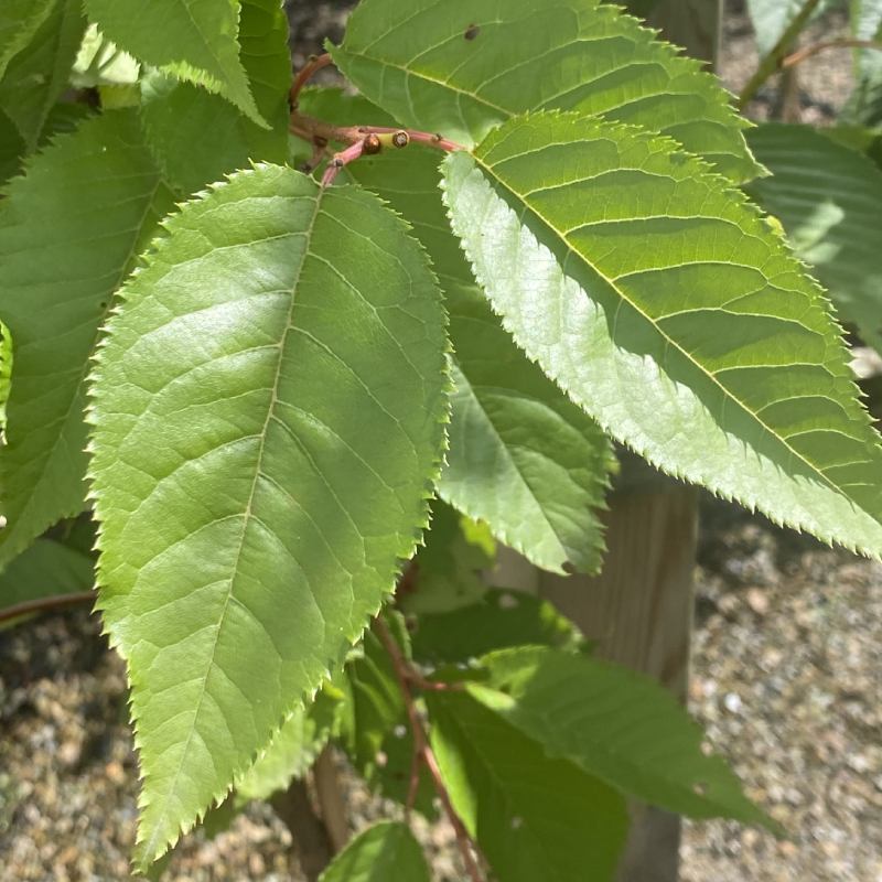 Prunus Pink Perfection 12L - Trees - Image 3