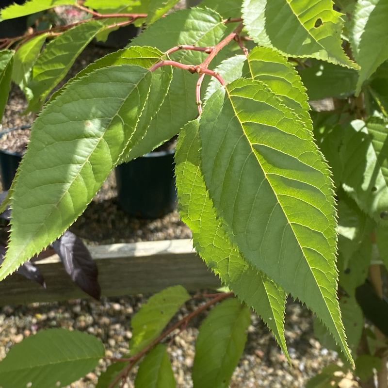 Prunus Pink Perfection 12L - Trees - Image 2