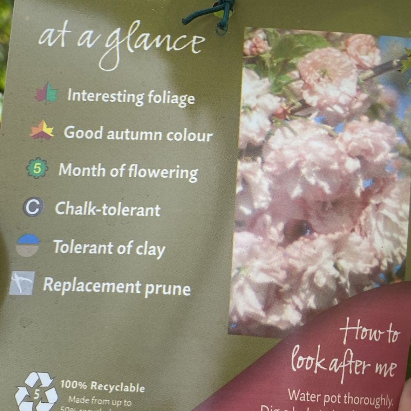 Prunus Pink Perfection 12L - Trees - Image 6