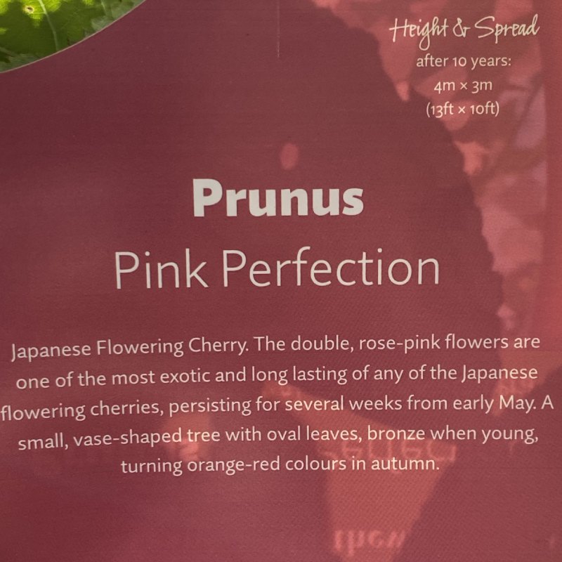 Prunus Pink Perfection 12L - Trees - Image 5