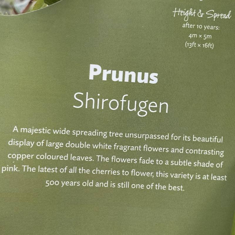 Prunus Fugenzo (Shirofugen) 12L - Trees - Image 4