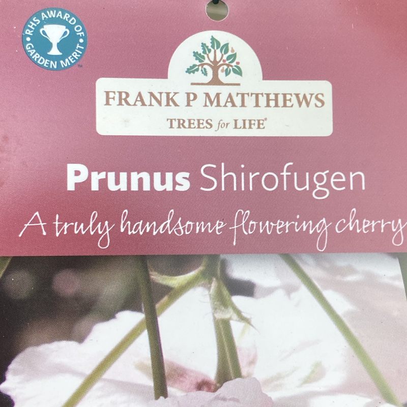 Prunus Fugenzo (Shirofugen) 12L - Trees - Image 3