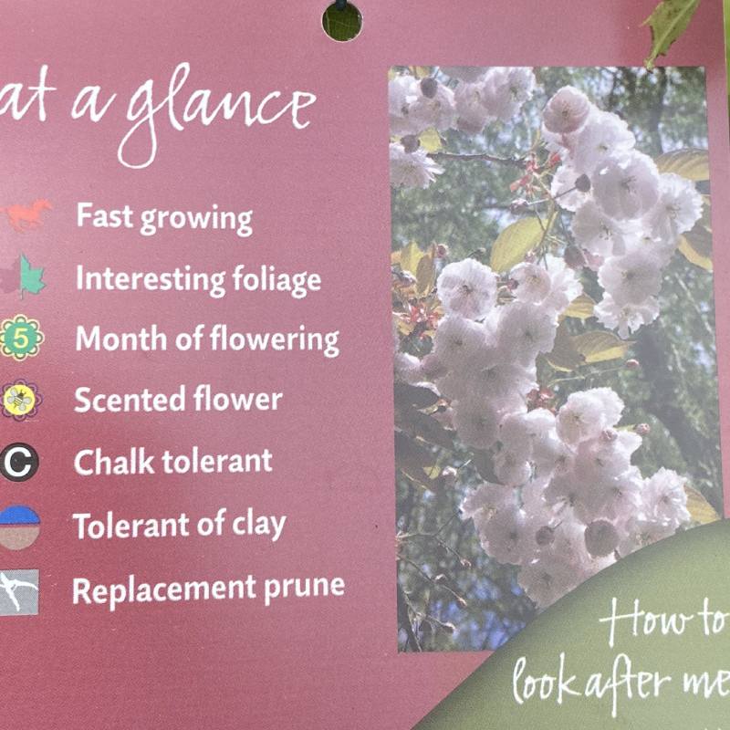 Prunus Fugenzo (Shirofugen) 12L - Trees - Image 5