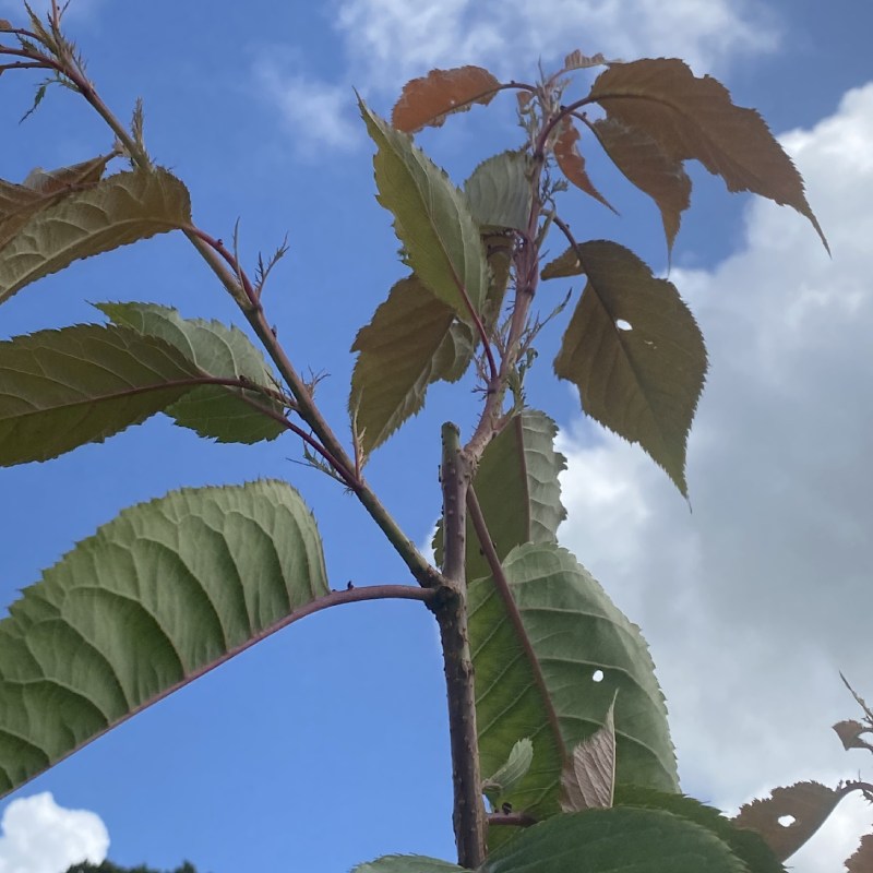 Prunus Fugenzo (Shirofugen) 12L - Trees - Image 2