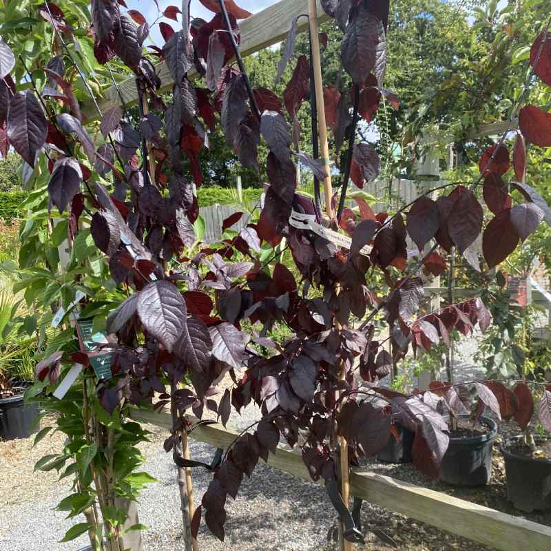 Prunus cer Nigra 12L - Trees - Image 3