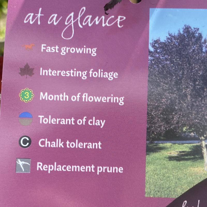 Prunus cer Nigra 12L - Trees - Image 8