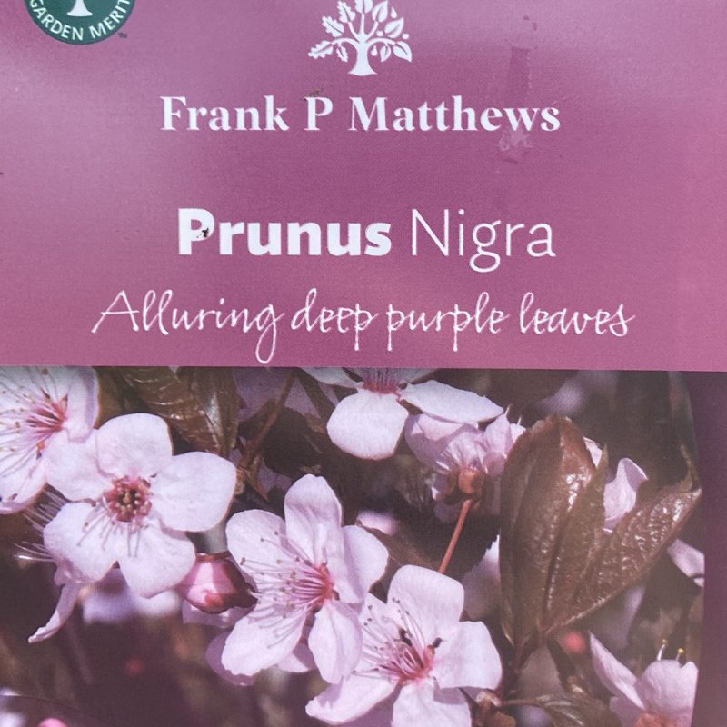 Prunus cer Nigra 12L - Trees - Image 6