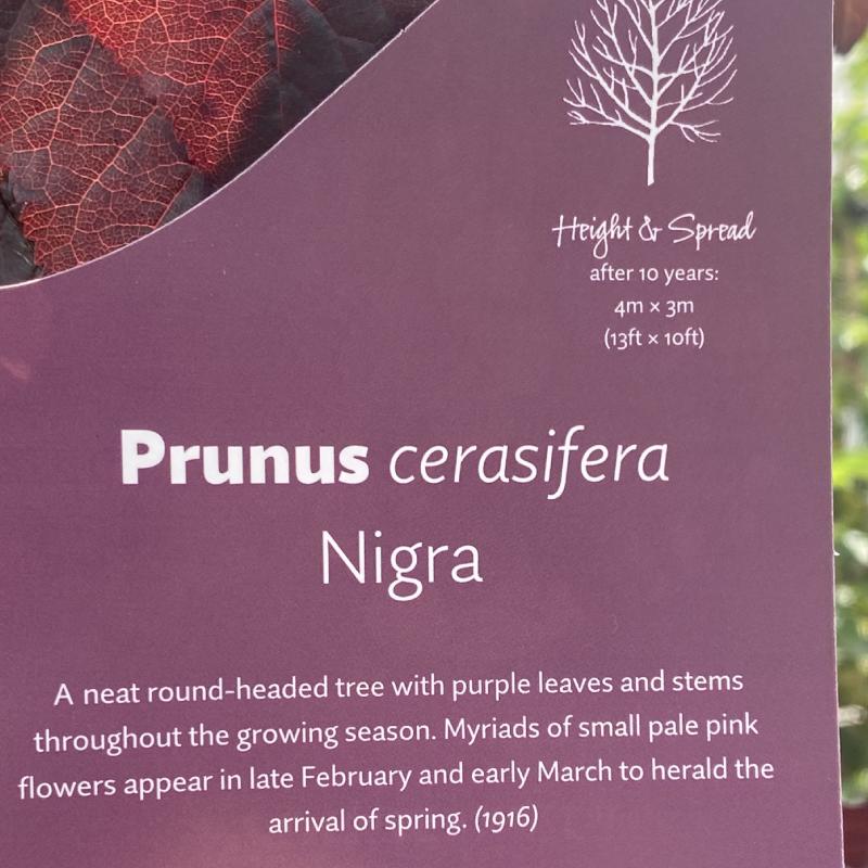 Prunus cer Nigra 12L - Trees - Image 7