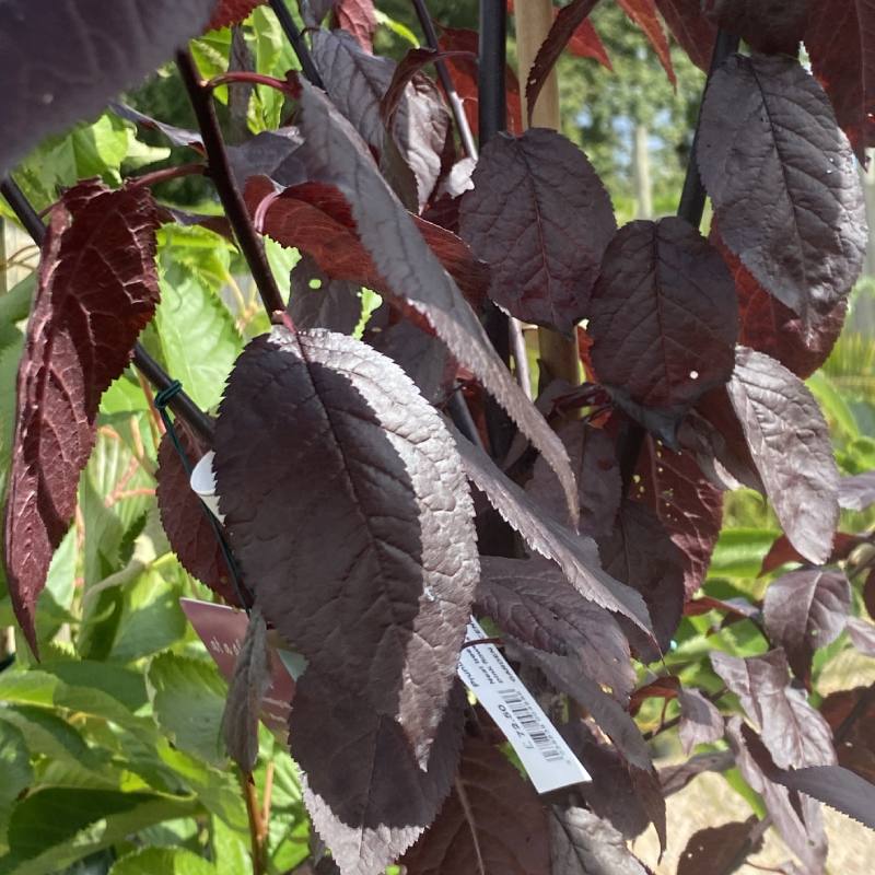 Prunus cer Nigra 12L - Trees - Image 4