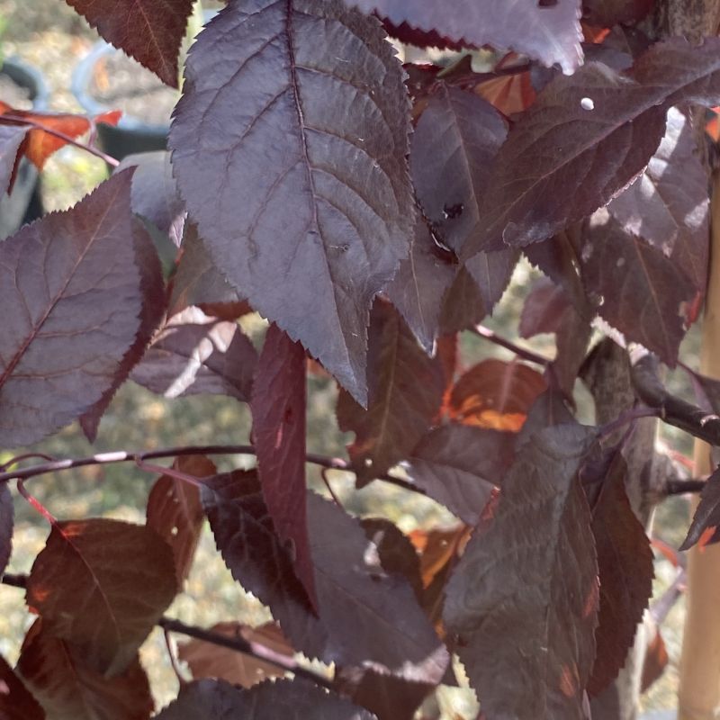 Prunus cer Nigra 12L - Trees - Image 5