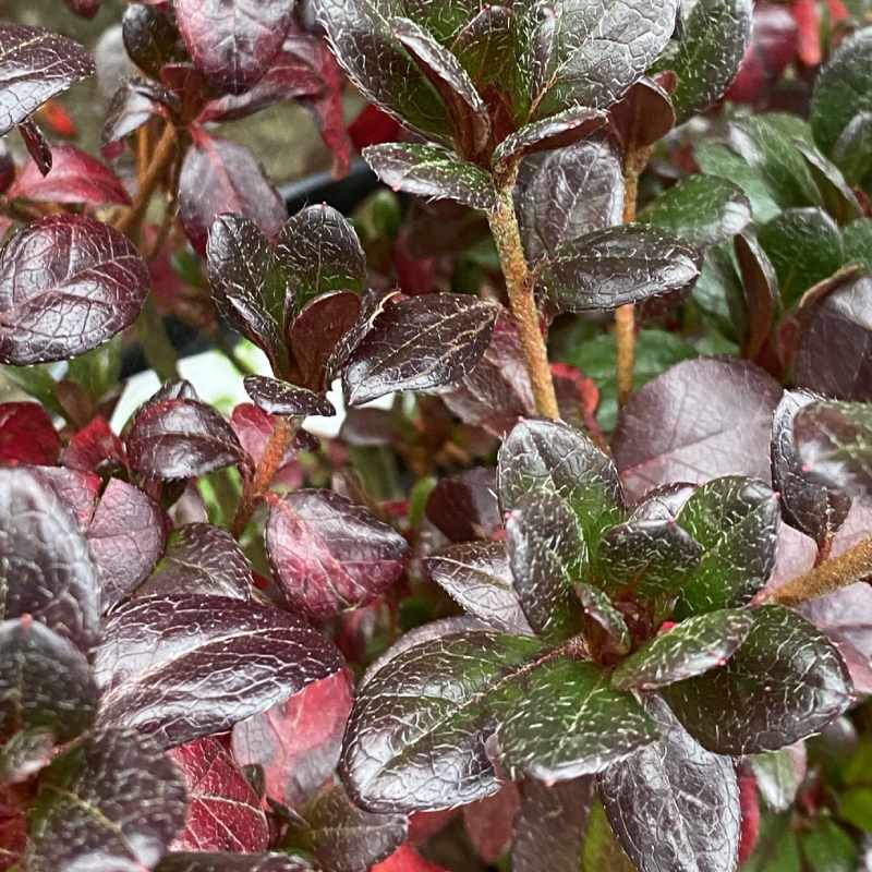 Azalea Japonica Johanna 10L - Shrub - Image 4