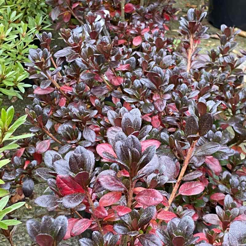 Azalea Japonica Johanna 10L - Shrub - Image 3