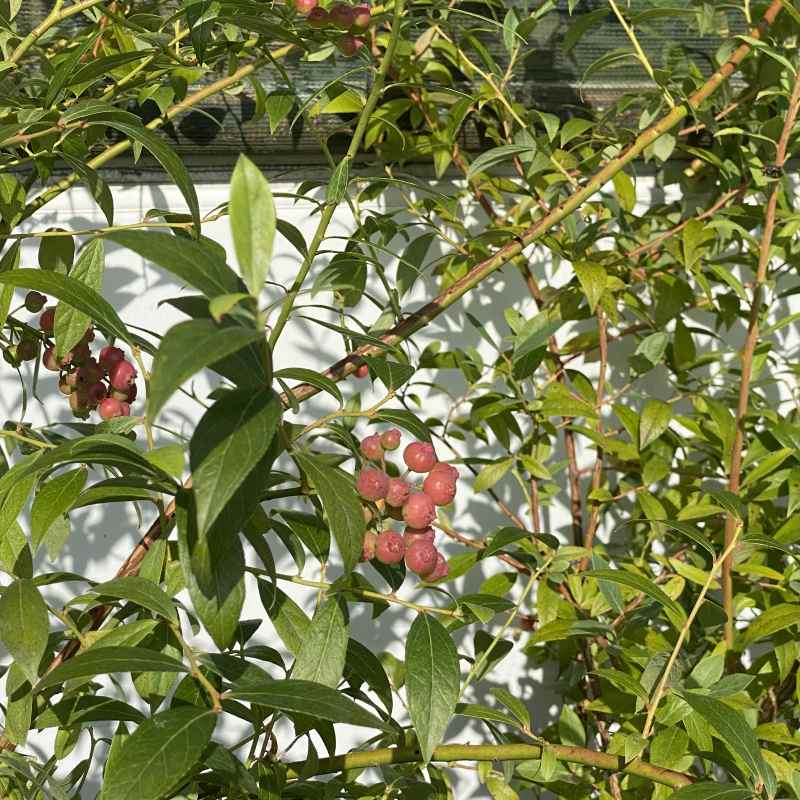 Vaccinium cor Blueberry Rosa Perle 23cm - Fruit - Image 2