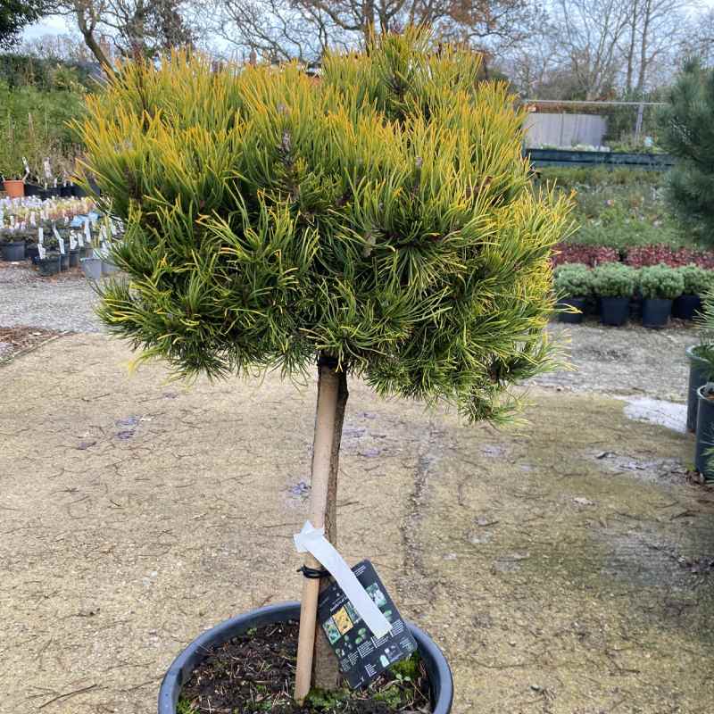 Pinus mug.`Carsten`s Wintergold`on stem - Conifer - Image 4