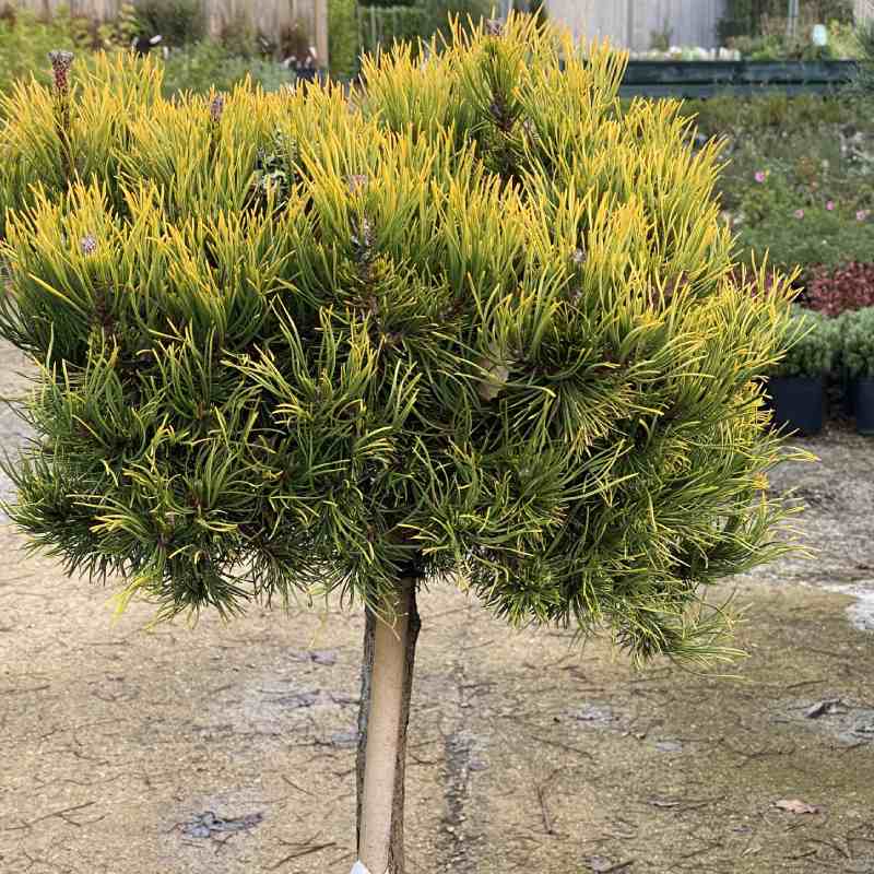 Pinus mug.`Carsten`s Wintergold`on stem - Conifer - Image 5