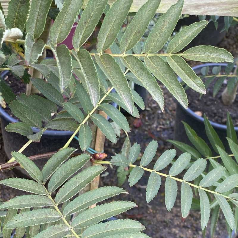 Sorbus Ghose 12L - Trees - Image 3