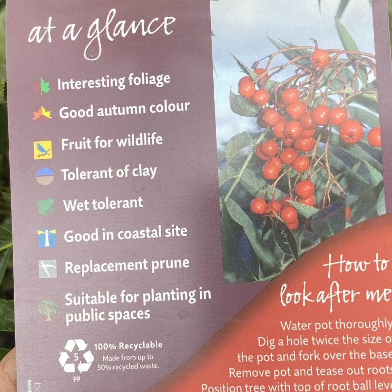 Sorbus ull Olympic Flame 12L - Trees - Image 4