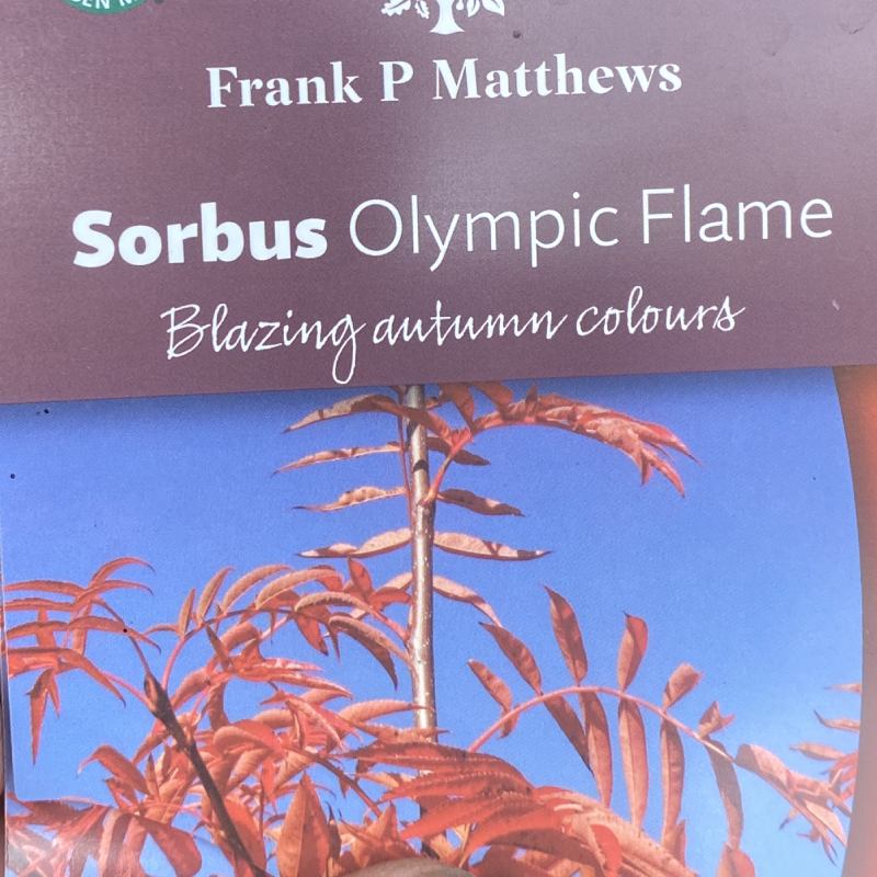 Sorbus ull Olympic Flame 12L - Trees - Image 2