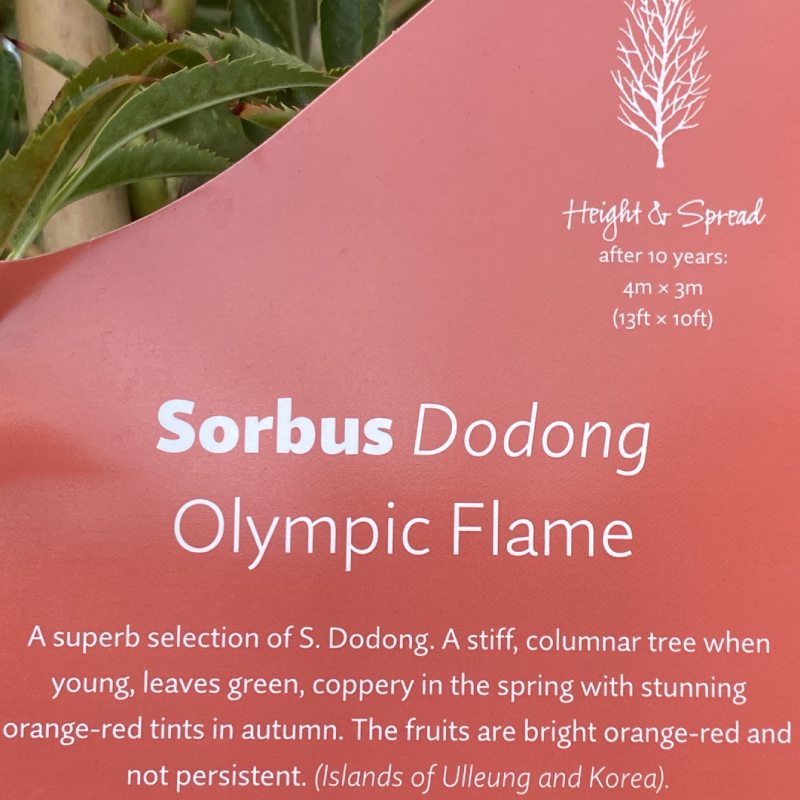 Sorbus ull Olympic Flame 12L - Trees - Image 3