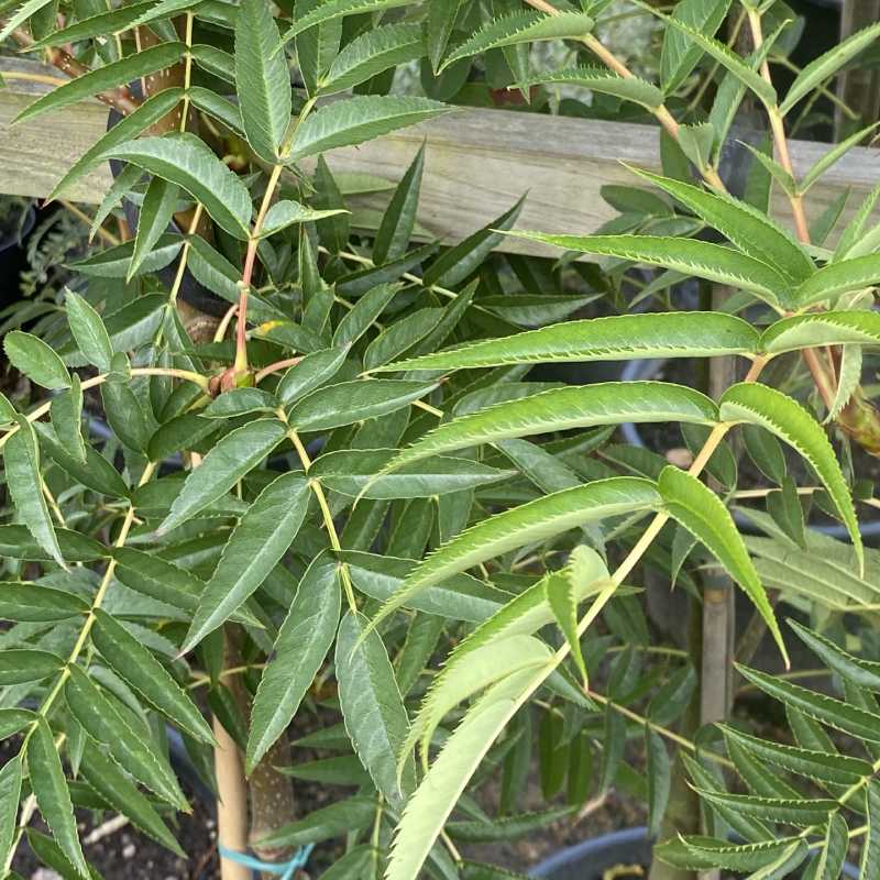 Sorbus ull Olympic Flame 12L - Trees - Image 5