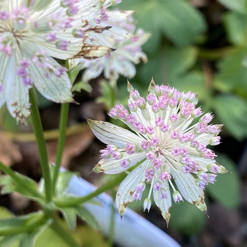Astrantia Buckland 2L - Perennial - Image 2
