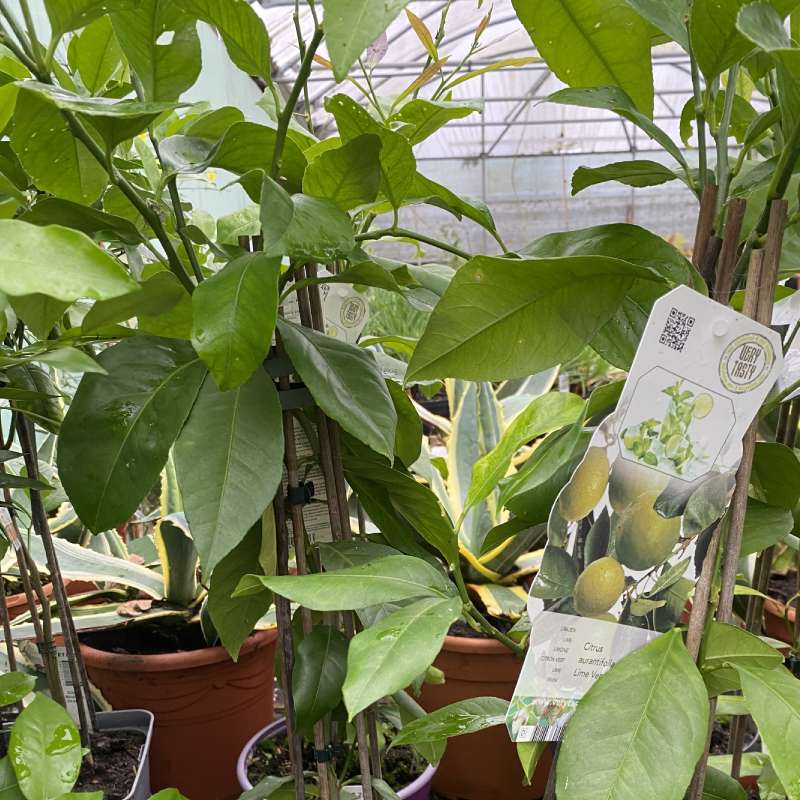 Citrus aurantifolia Lime Verde 15cm - Fruit - Image 3