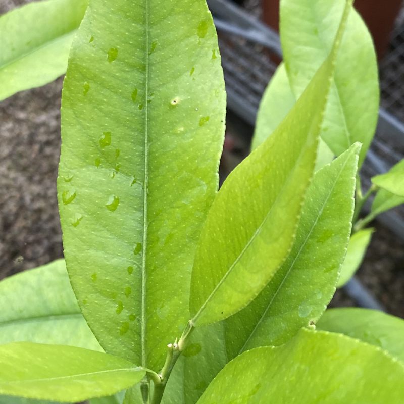 Citrus aurantifolia Lime Verde 15cm - Fruit - Image 4